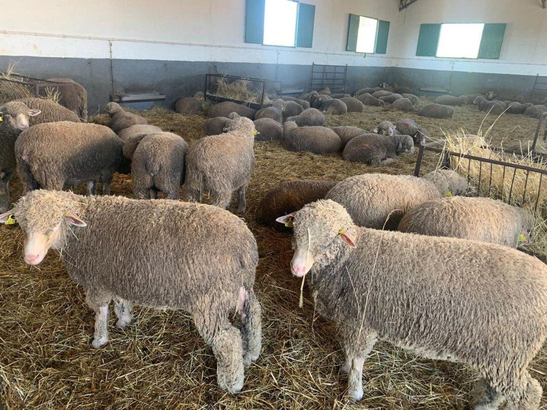 Ganado Merino Precoz en la finca El Cuartillo