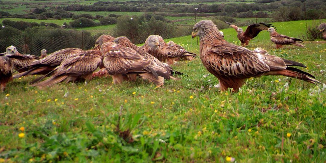 Milans al punt d'alimentació