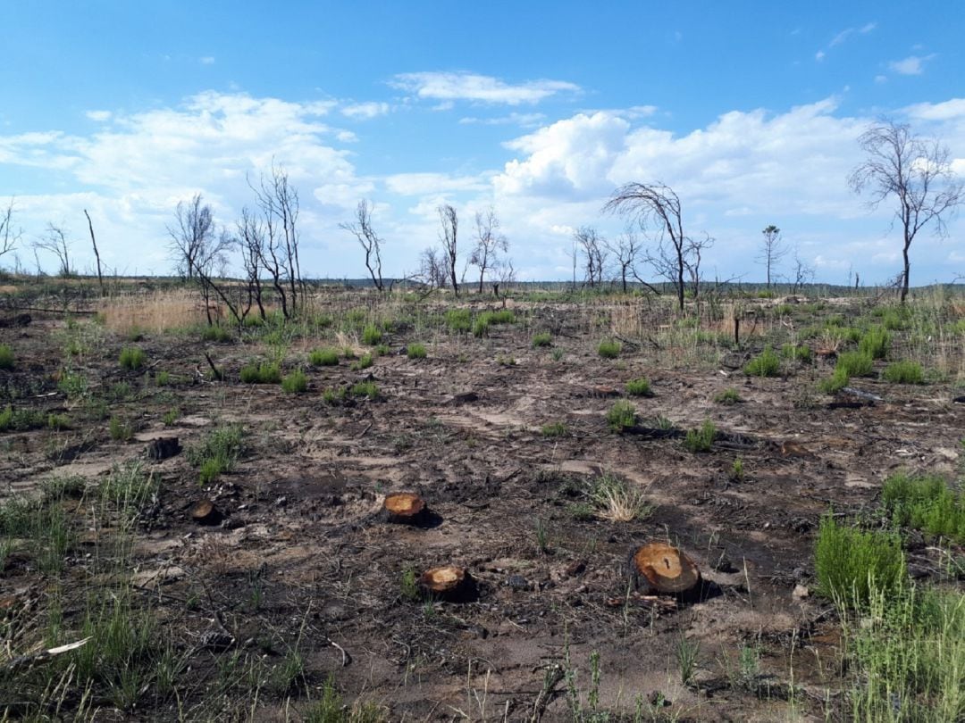 Resultados del incendio provocado en Barchín del Hoyo