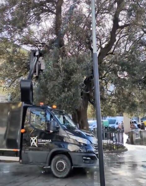 Captura del vídeo-denuncia de Amigos das Árbores con la instalación de Ximénez sobre el Olivo de Paseo de Alfonso