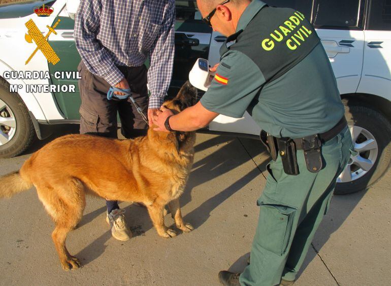 La Guardia Civil intentó salvar a uno de los animales sin éxito