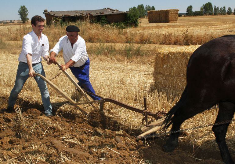 El vicesecretario de Comunicación del PP y diputado por Ávila, Pablo Casado (I) ara con un arado de mulas en la celebración de la XVI Fiesta de la Trilla en la localidad palentina de Castrillo de Villavega (Palencia)