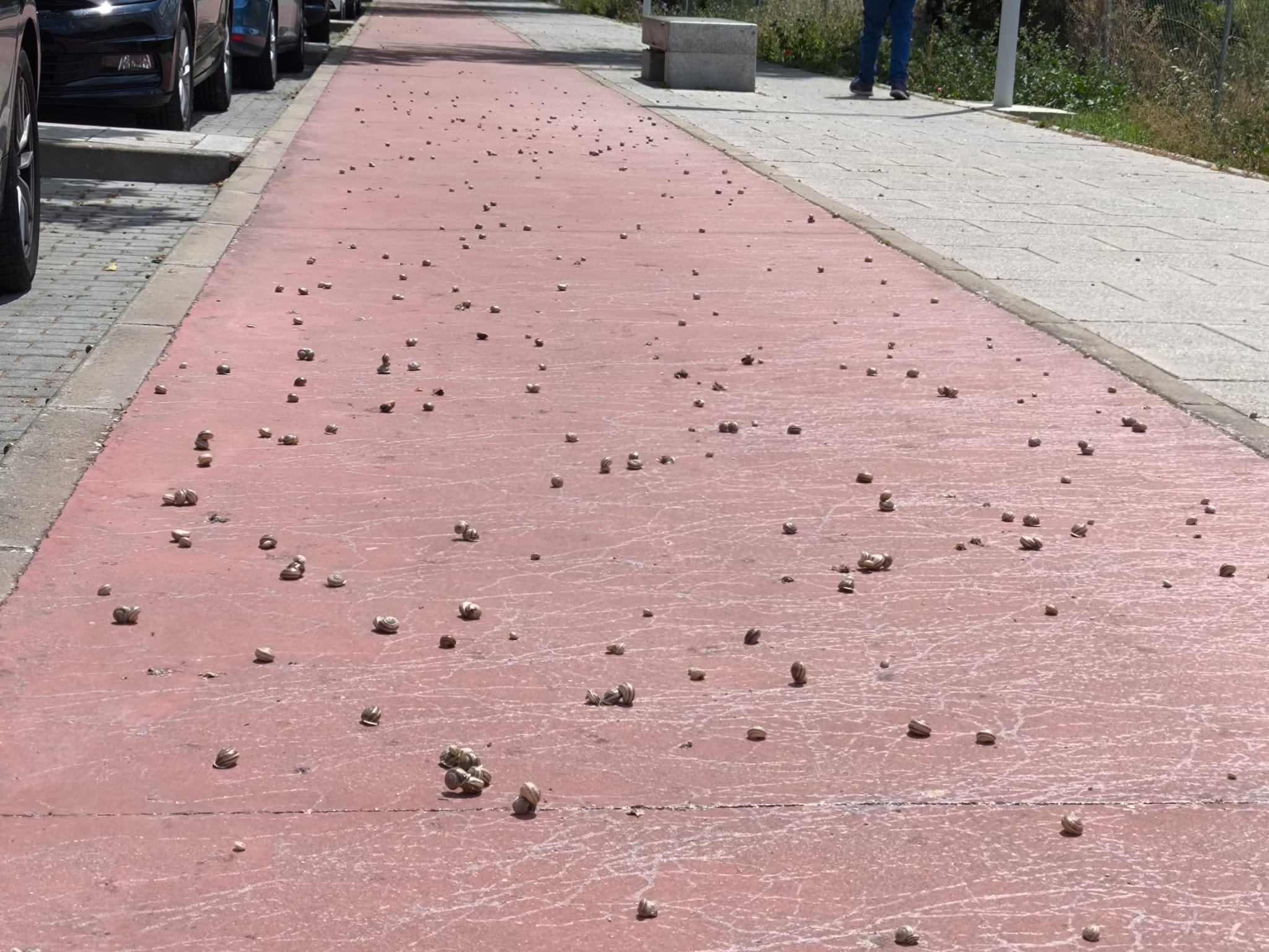 Imagen de los caracoles acumulados en uno de los carriles bici de Toledo