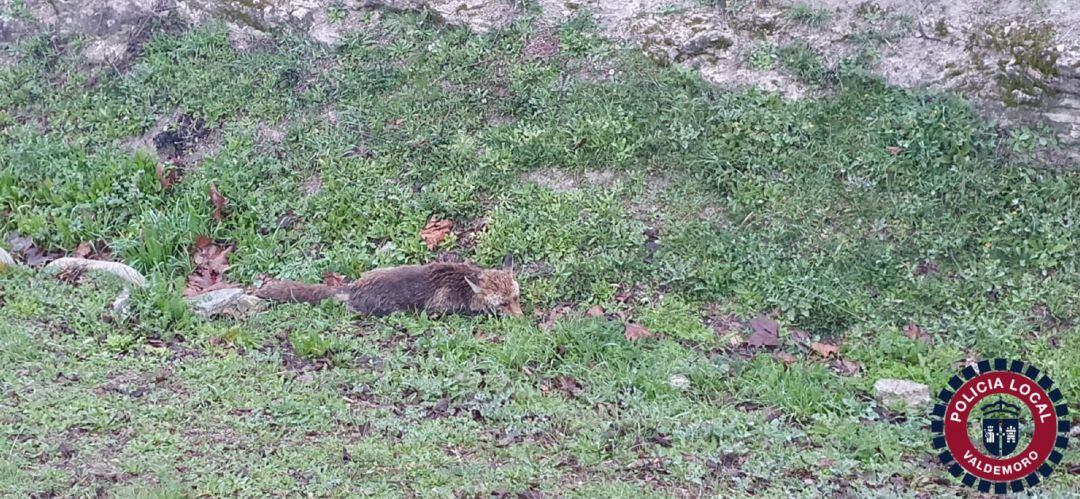 El zorro estuvo desde el viernes por la noche y hasta el sábado por las calles de Valdemoro.