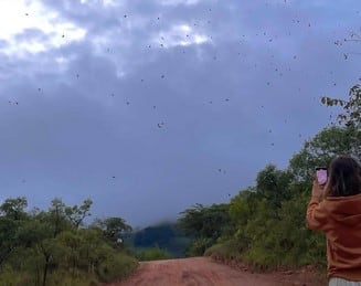 Una inusual ‘lluvia de arañas’ sorprende a los habitantes de un pueblo de Brasil