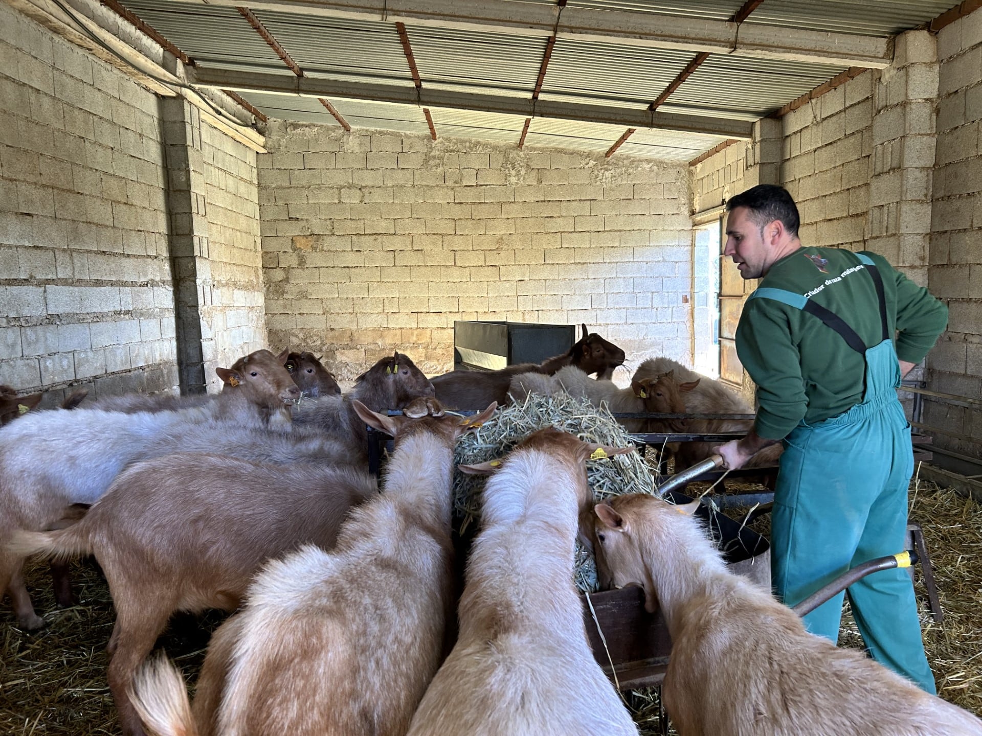 Chus Marín da de comer a los machos cabríos de la granja.