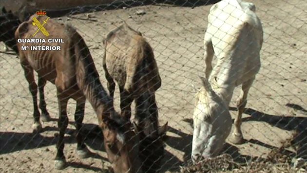 Varios caballos estaban completamente desnutridos