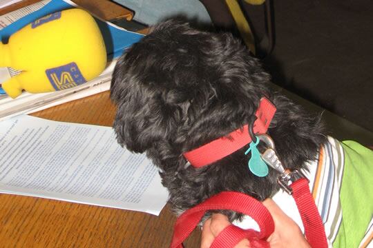 Nena, un caniche negro fue encontrada en la urbanización de Los Ángeles de San Rafael (Segovia)con graves quemaduras en el lomo en febrero 2006