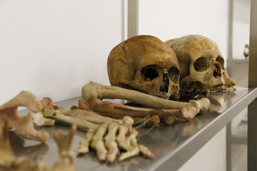 Ossos a la facultat de Medicina