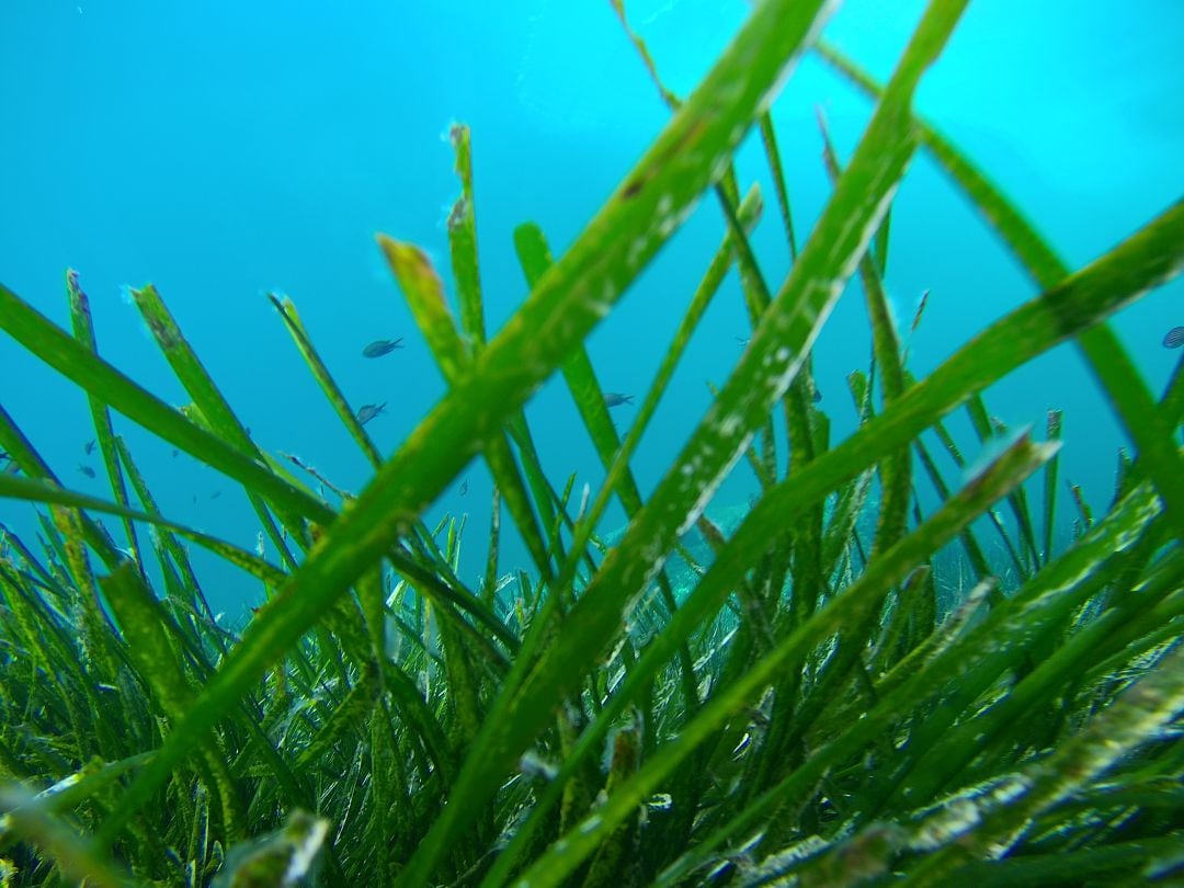 Imagen de archivo de una pradera de posidonia