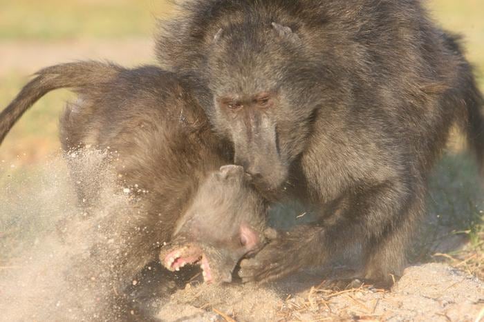 Dos babuinos chacma en una pelea. El macho de la derecha atacando a una hembra. En esta especie, los machos son dos veces más grandes que las hembras, y los machos son dominantes sobre las hembras.
Crédito
© Alecia Carter