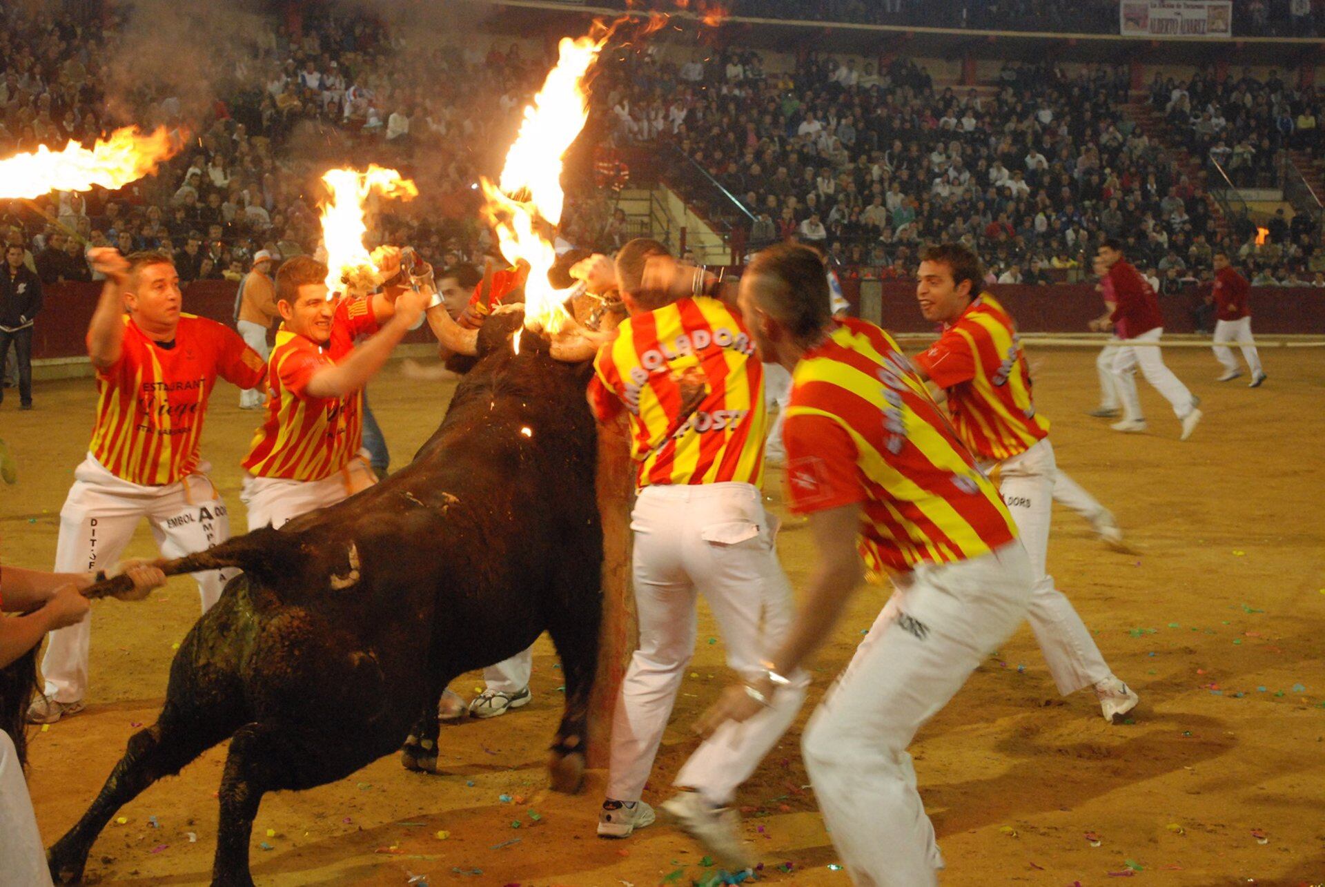 Imagen de archivo de un toro embolado