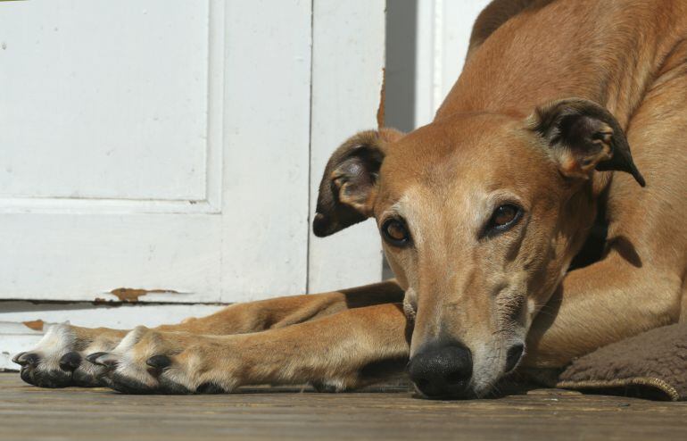 Uno de los principales problemas de los animales de compañía es su venta por internet.