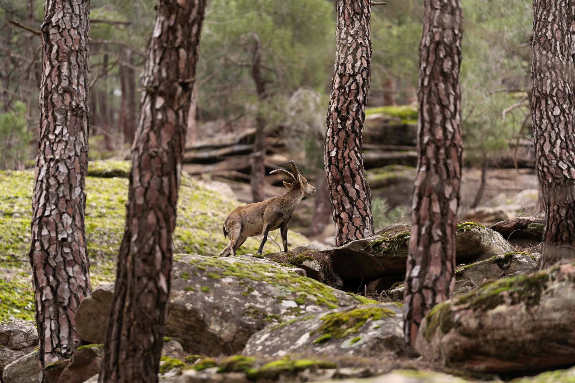 01_Ganador_Fauna_Miguel Ángel Langa