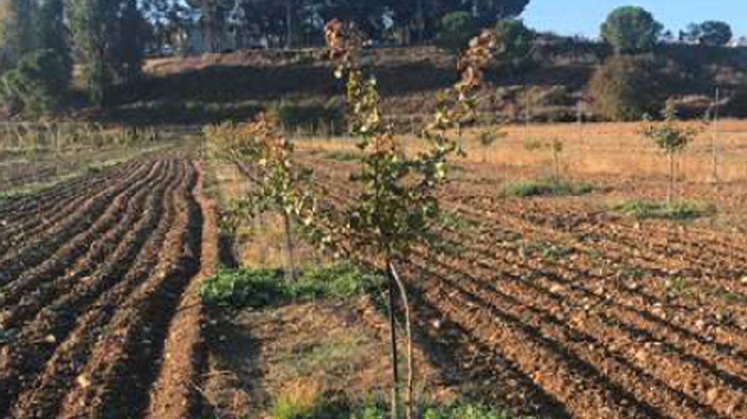 Plantación de pistacho en Villatorres.