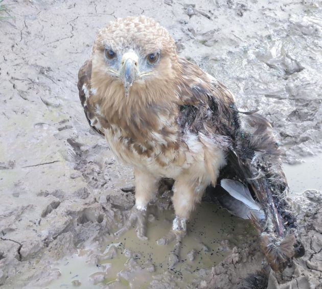 Águila rescatada en Horche