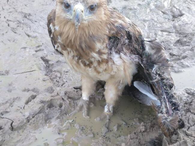 Águila rescatada en Horche