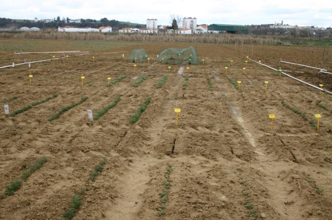 Plantación de altramuces en la Finca La Orden Valdesequera