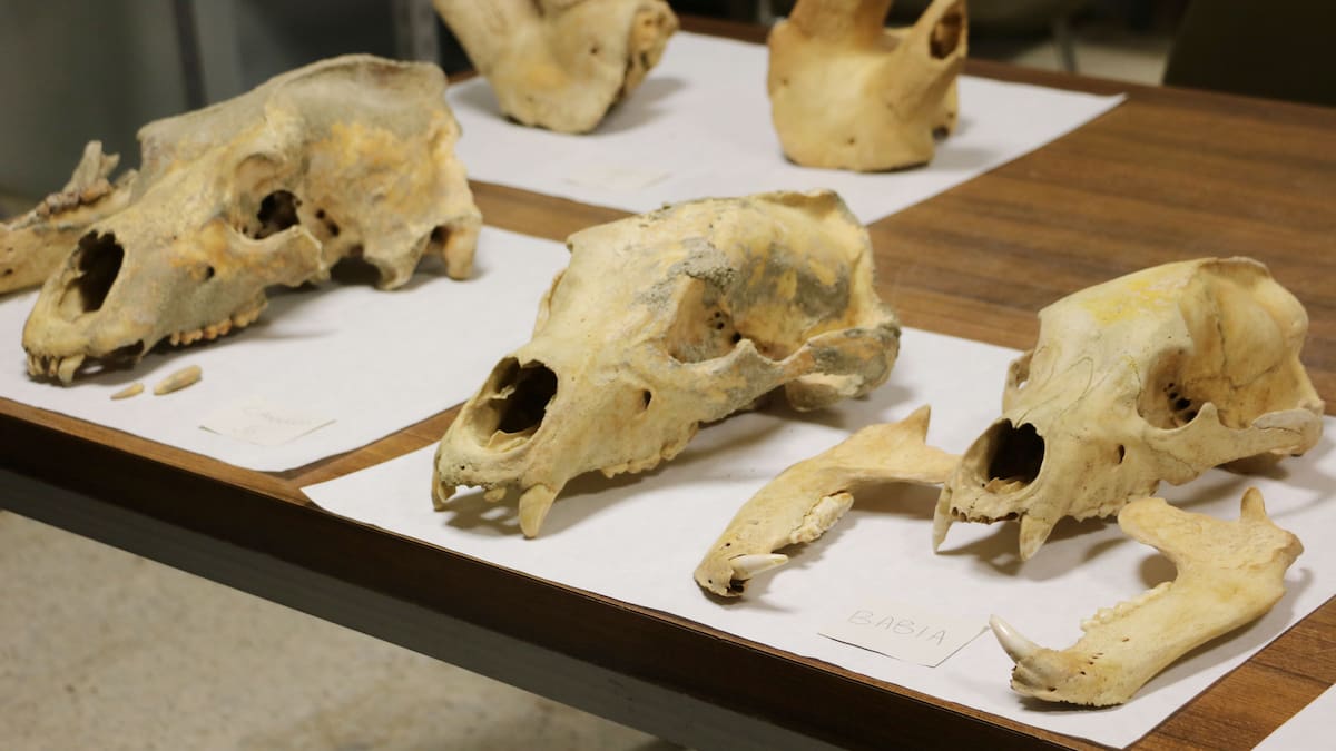 Historia de León: Frontera Cantábrica: Lo que los huesos de las cuevas nos cuentan del León de la prehistoria (16/09/2025)