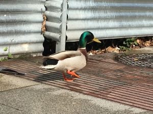 Ejemplar macho de Ánade Real en el entorno de la finca de Rosalía de Castro en donde se han asentado.