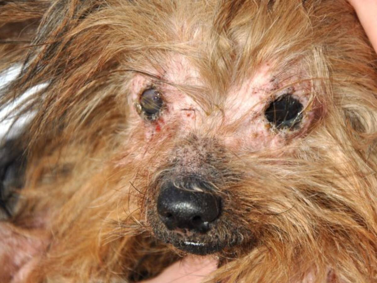 Abogados de animales