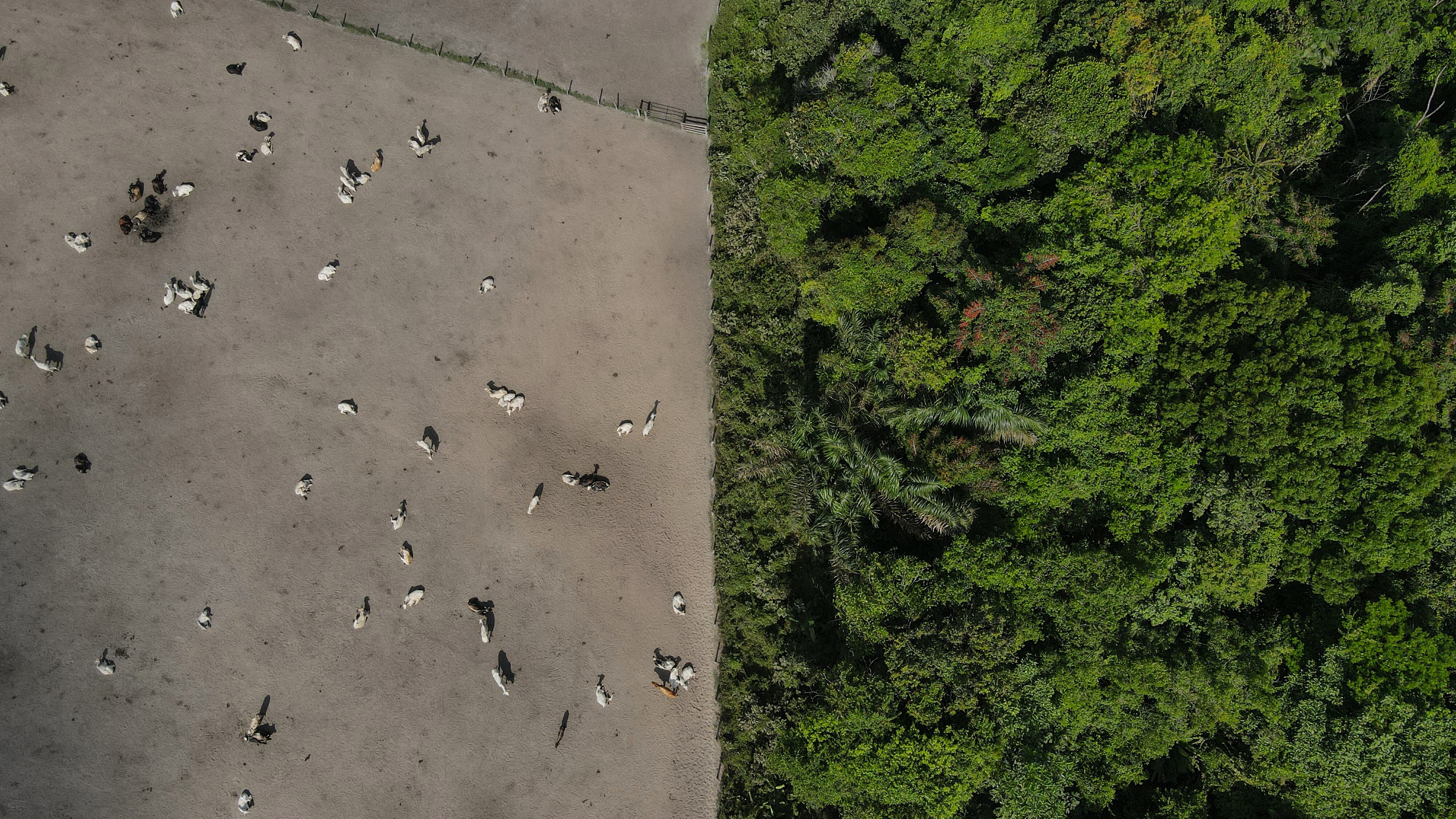 AME7599. AMAZONAS (BRASIL), 09/02/2024.- Foto tomada con un dron fechada el 08 de febrero de 2024 que muestra la selva amazónica dividida con una zona de cría de ganado. EFE/ Antonio Lacerda