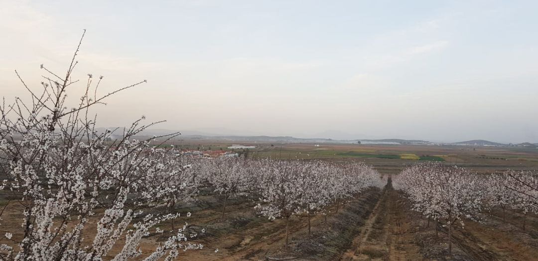 Frutales en flor tras las altas temperaturas del mes de febrero