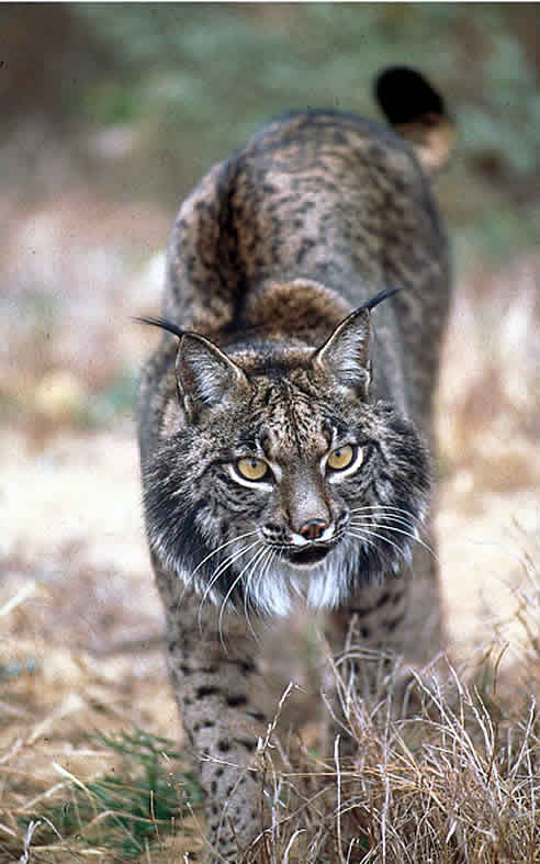 El lince ibérico se encuentra actualmente en peligro de extinción