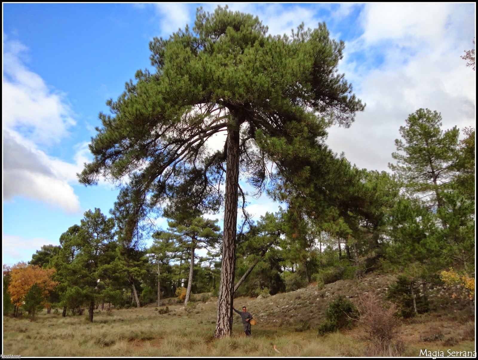 Pino negral o laricio.