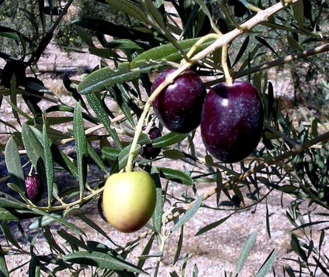 Variedad de uva Borriolenca