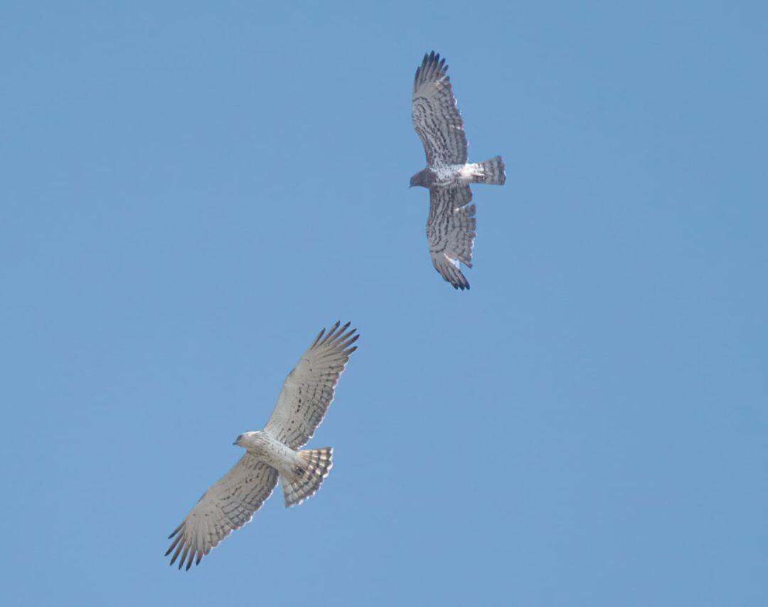 Águilas en el cielo de Beniopa durante el confinamiento