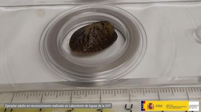 Mejillón cebra encontrado en Entrepeñas
