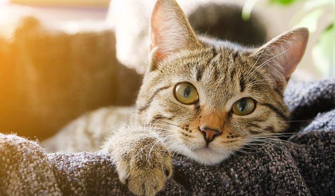 Un gato descansa en un sofá.