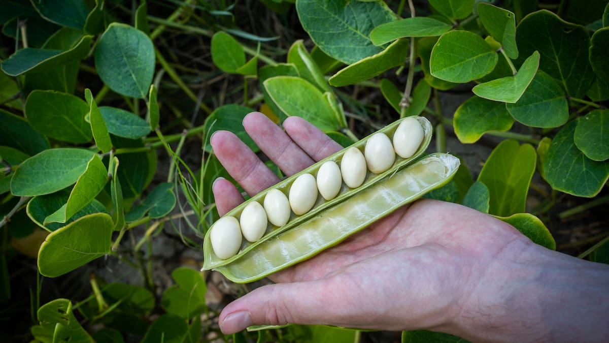 El descubrimiento de la soja marina