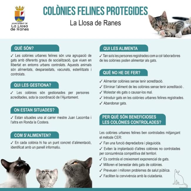 Gestión de colonias felinas en La Llosa de Ranes