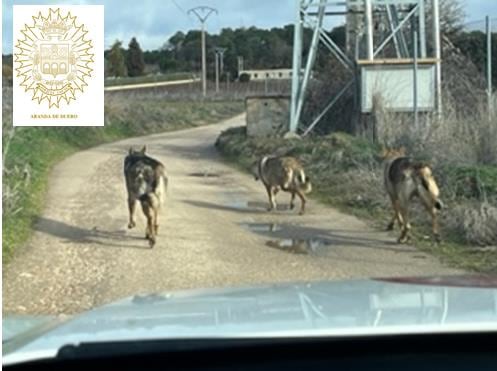 Instantánea de la Policía Local de la escapada de los perros del Polígono Norte