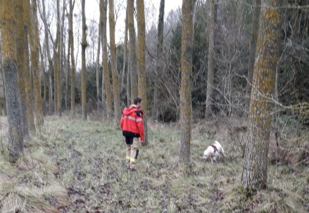 Batida por los montes de Sos del Rey Católico por uno de los perros de la unidad canina