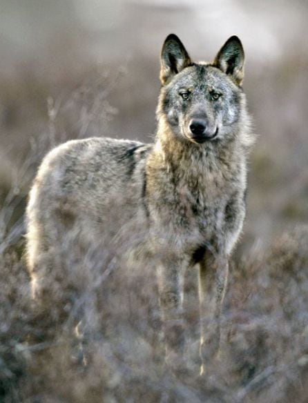 Un lobo ibérico (&#039;Canis lupus signatus&#039;) en la sierra de la Culebra, al noroeste de la provincia de Zamora.