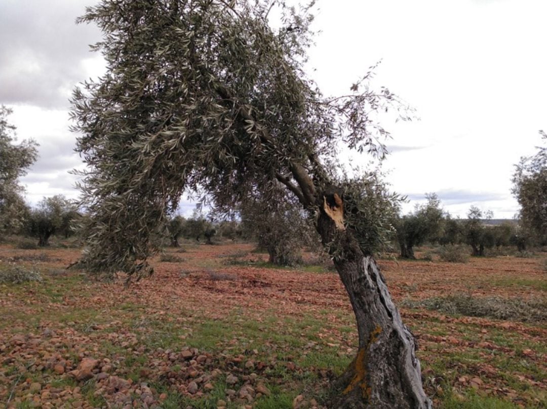 Olivar dañado por el temporal Filomena