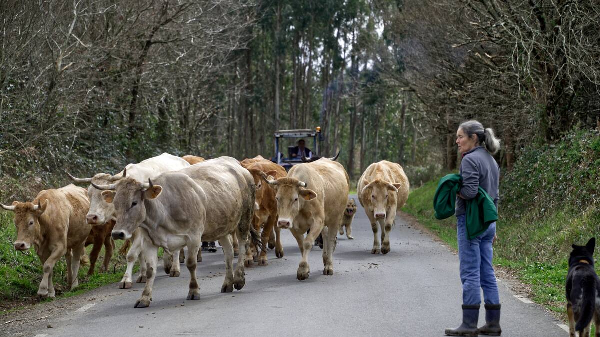 Las vacas se echan a la carretera en Marrozos