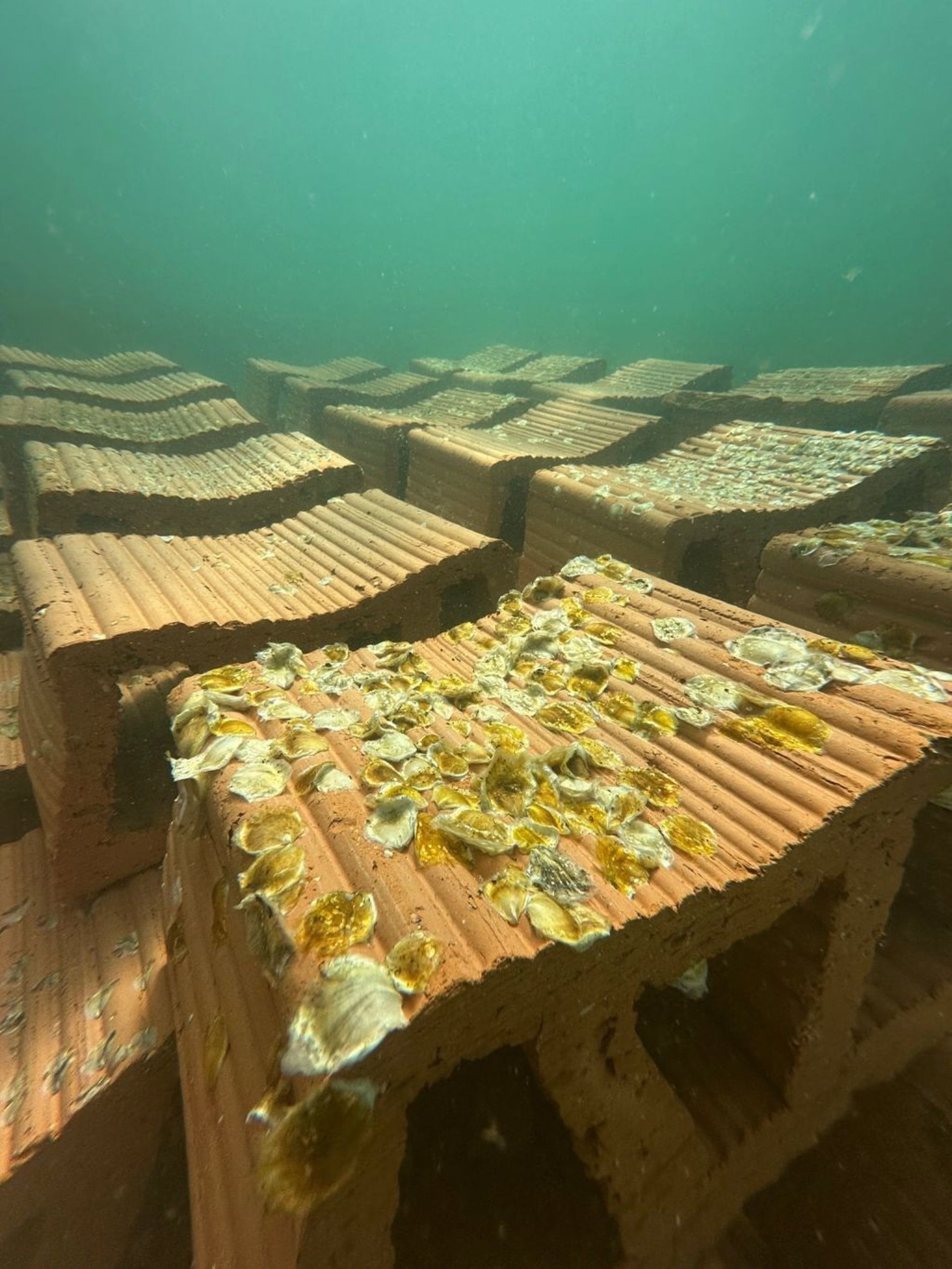 20/10/2025 IEO-CSIC y ANSE instalan el primer arrecife experimental de ostra nativa en el Mar Menor para impulsar su restauración.