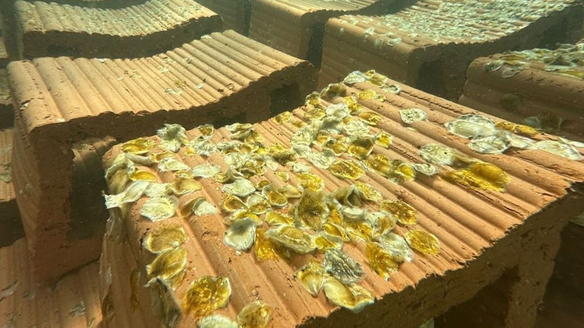 Entrevista Conexión Nora 6, proyecto ostras