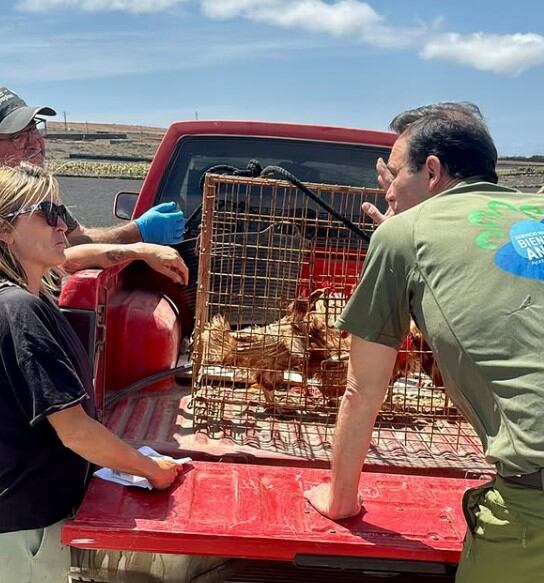 Rescate de cinco gallinas abandonadas en la basura en Lanzarote.