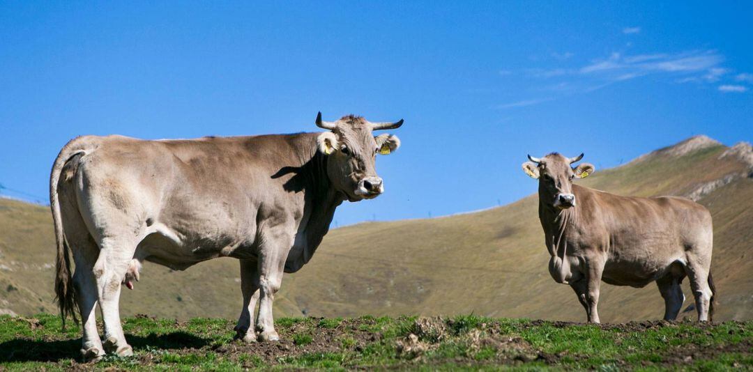 Els ramaders estan satisfets amb l’ajut al benestar animal 