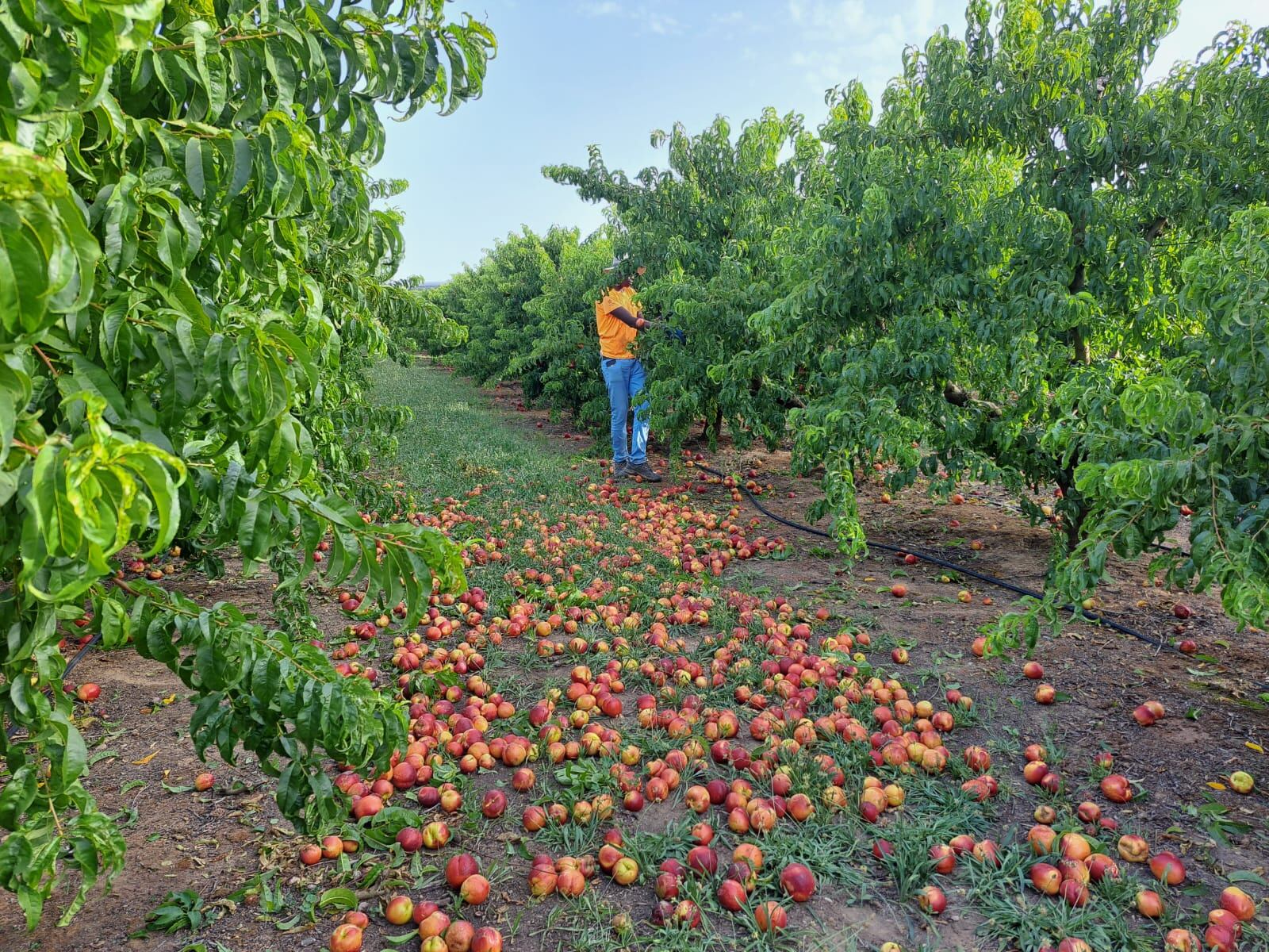 Nectaries que es tiren a terra en una finca de Torregrossa