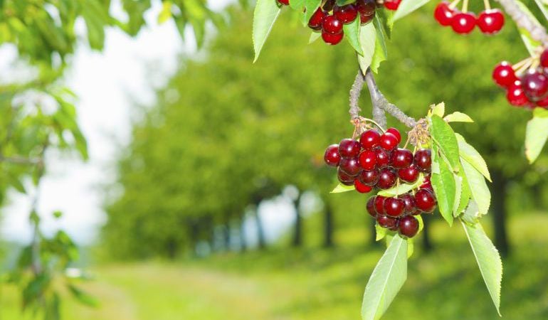 Cerezas en el árbol