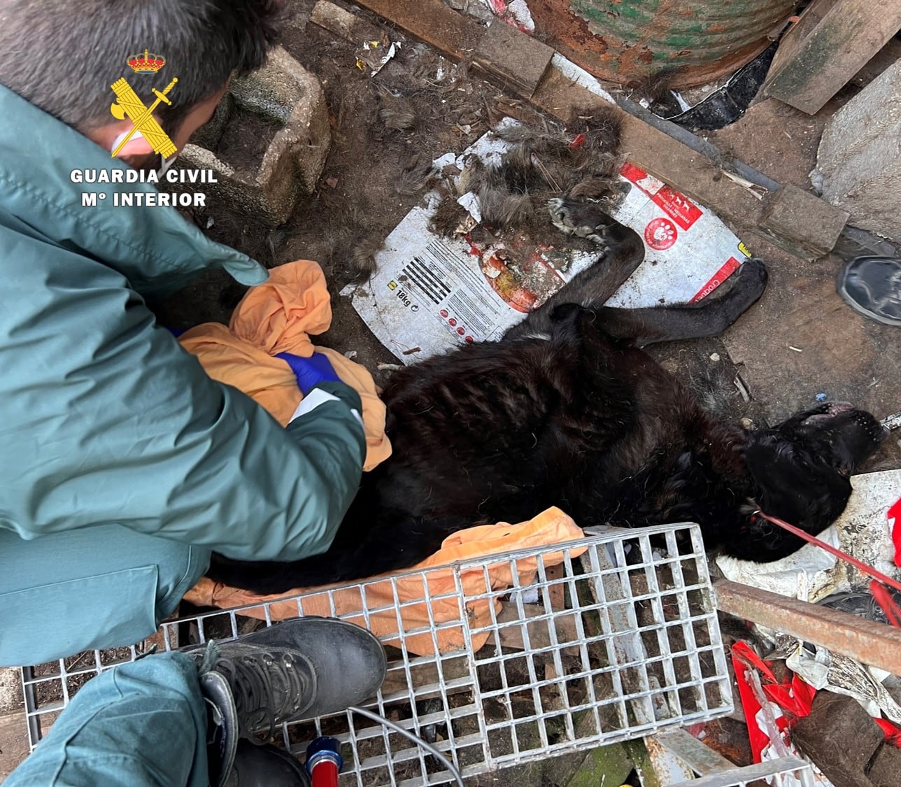 El SEPRONA halló dos perros en estado de extrema desnutrición y otros dos sin vida