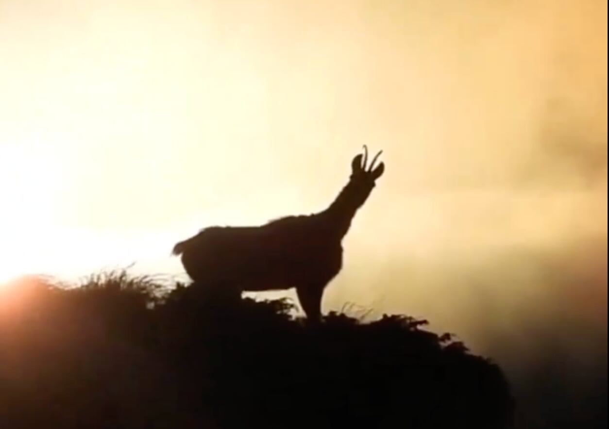 Un isard durant el recompte que van fer els banders