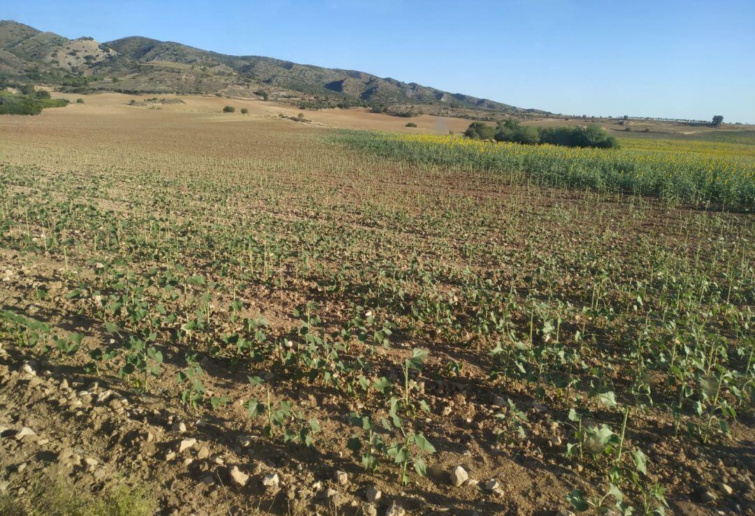 Los muflones devastan las parcelas de girasol, según los agricultores