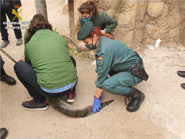 El servicio del SEPRONA de la Guardia Civil halla a un caimán en una finca de Sax